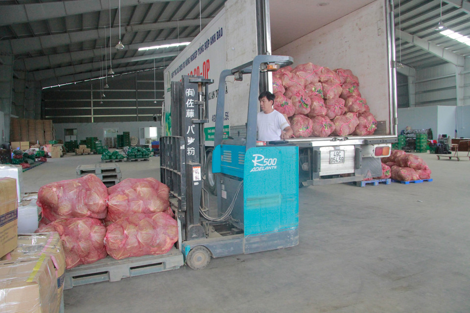 运输之前，对蔬果进行包装。越通社记者 邓军 摄