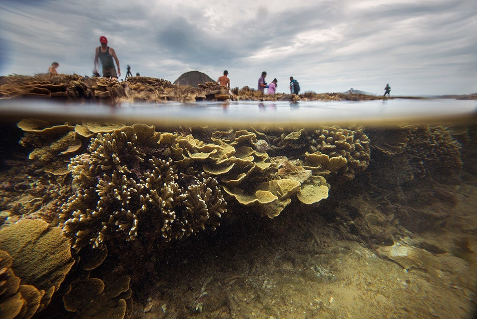 这里的珊瑚礁千姿百态、美丽迷人而且靠近海岸，是国内外游客颇具特色的新兴旅游目的地。越通社记者仲达 摄