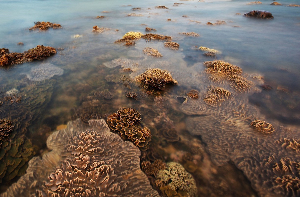 这里的珊瑚礁千姿百态、美丽迷人而且靠近海岸，是国内外游客颇具特色的新兴旅游目的地。越通社记者仲达 摄
