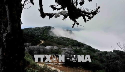 高平省高山出现结霜冰挂景象。越通社记者 国达 摄