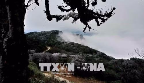 高平省高山出现结霜冰挂景象。越通社记者 国达 摄