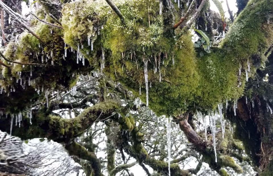 高平省高山出现结霜冰挂景象。越通社记者 国达 摄