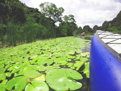 碧绿的睡莲叶铺满了水面，秋季来临，这些睡莲将盛开美艳艳的紫色花朵。（图片来源：《人民军队报网》）