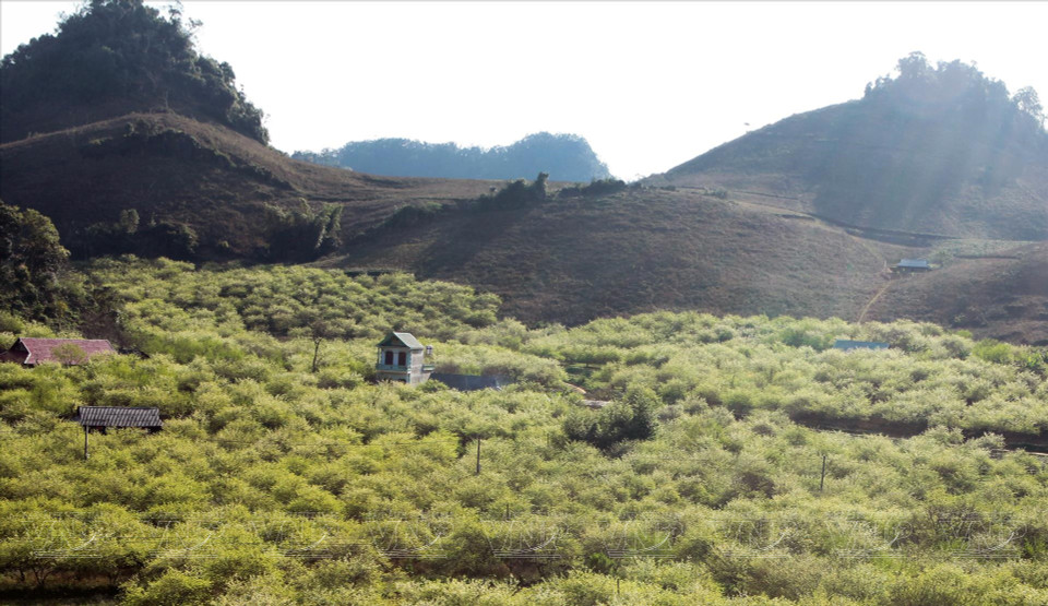 白梅树和李子树在木州高原得到广泛种植。花儿绽放时，漫山遍野的洁白花海令人一见倾心。图自越通社/越南画报