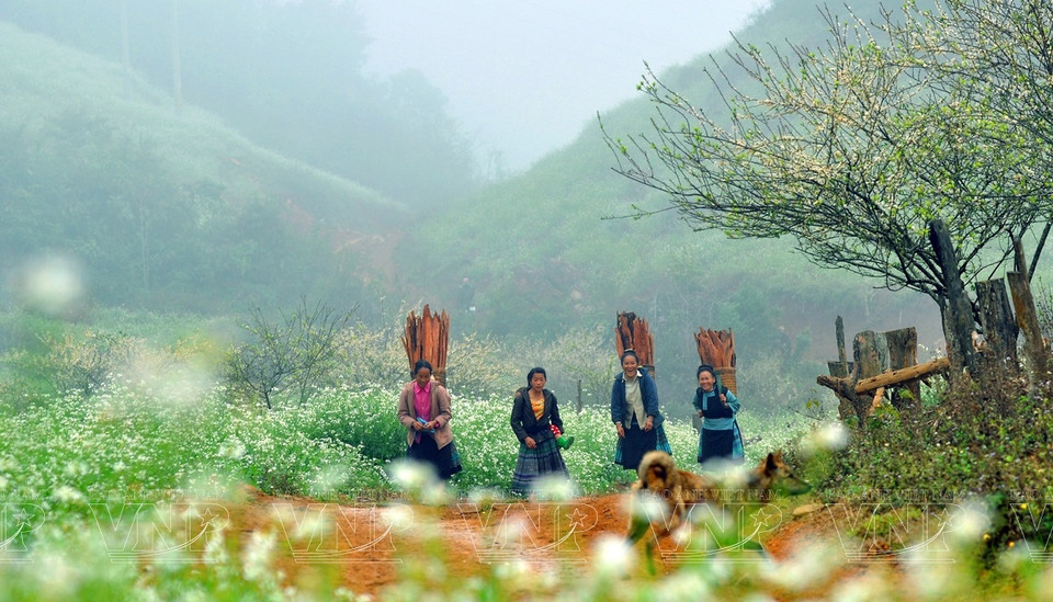 木州是越南西北部山区山罗省一个充满吸引力的旅游目的地。不管是夏天还是冬天，雾天还是晴天，游客都被这里的自然美景吸引住。图自越通社/越南画报