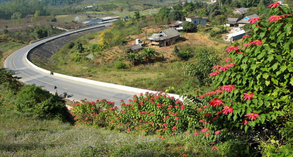 每一次造访木州高原，游客都有机会观赏和置身于五彩缤纷的鲜花世界里。图自越通社/越南画报