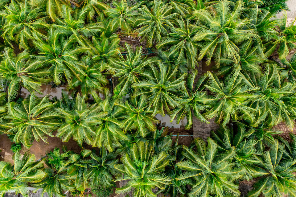 从高空俯瞰椰子园之美。图自越通社/越南画报