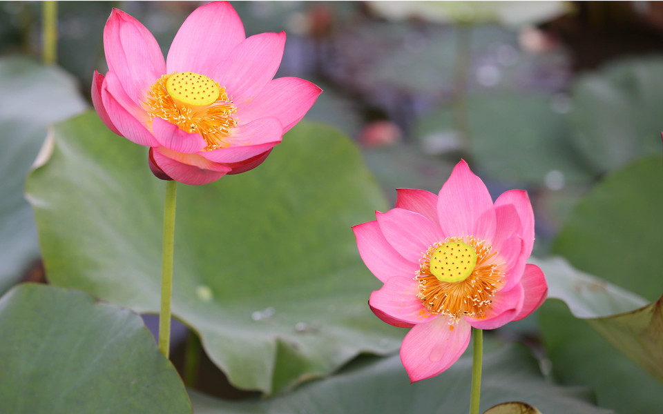 莲花的花瓣洁白如玉。（图片来源：越通社）