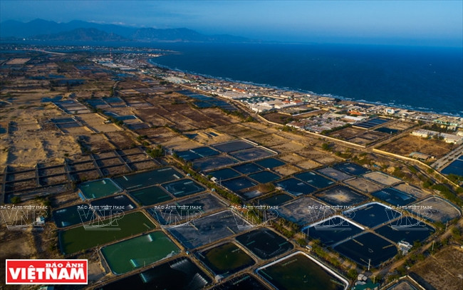 顺南县福营乡山海村的沙地养虾池。（图片来源：越南画报）