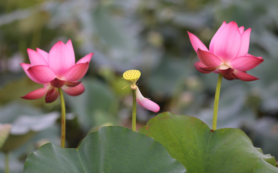 夏日莲花盛开。（图片来源：越通社）