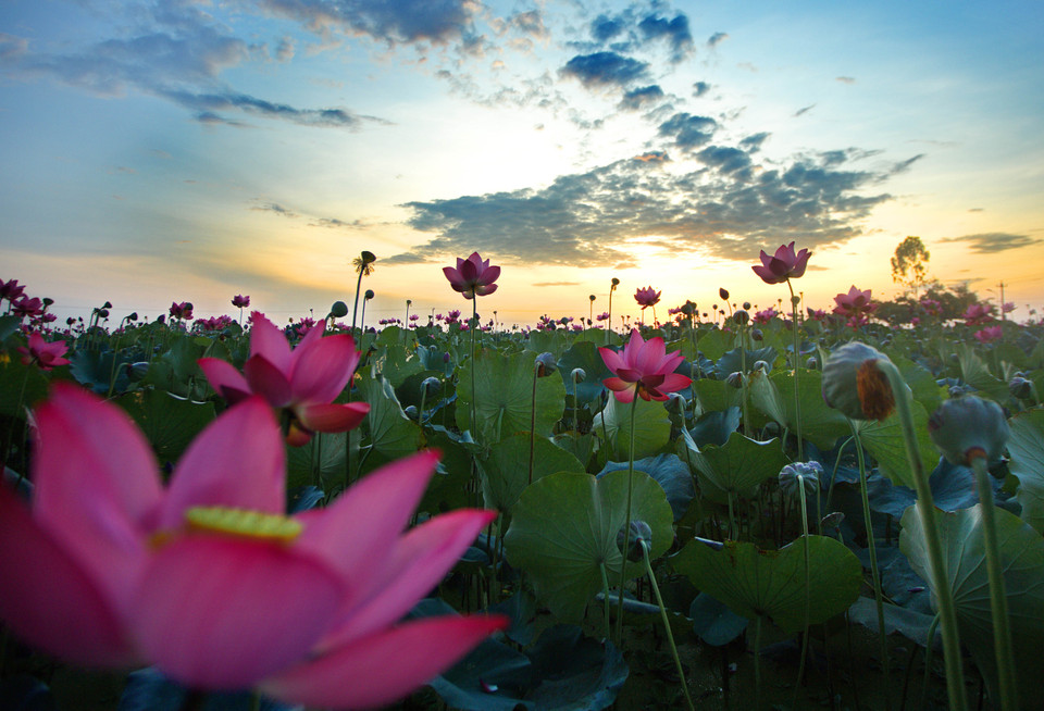 夏日莲花盛开。（图片来源：越通社）