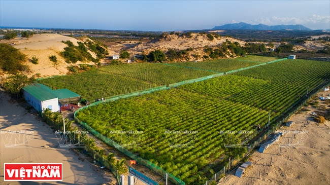 灵丹公司采用VietGAP标准的2公顷芦笋种植场。越南画报记者 阮伦 摄