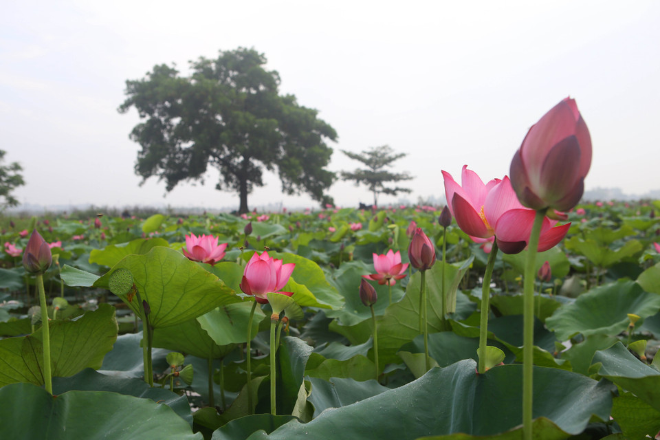 莲花被视为越南的国花。（图片来源：越通社）