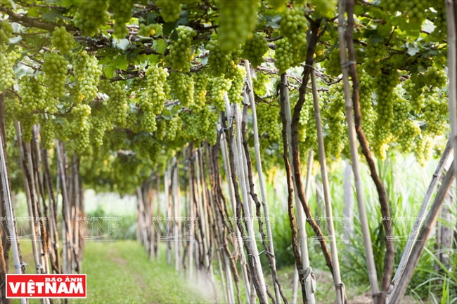 宁顺省葡萄庄园既为葡萄产业的发展做出贡献，又为旅游业创造独特的游览形式。越南画报记者仲正摄