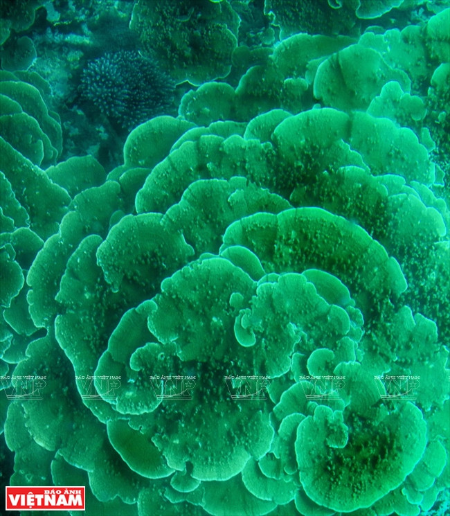 从玻璃底船看的珊瑚。（图片来源：越南画报）