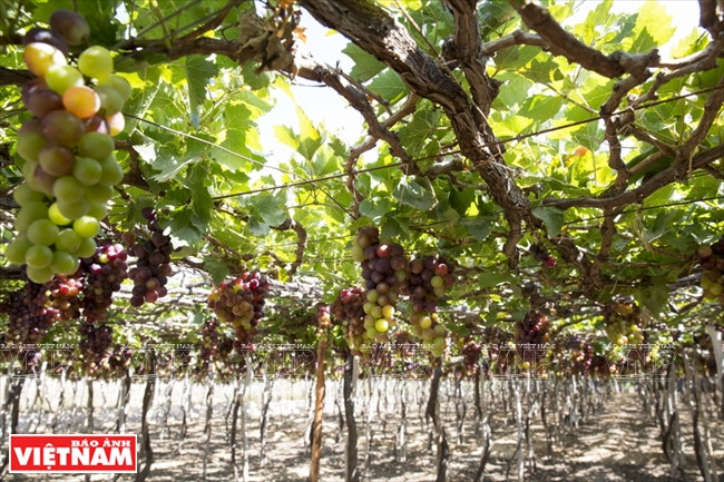 从潘郎市到平立岛，途经宁海县永海乡泰安葡萄村，葱绿碧翠的葡萄树果实累累，成簇成串，令人眼馋。（图片来源：越南画报）