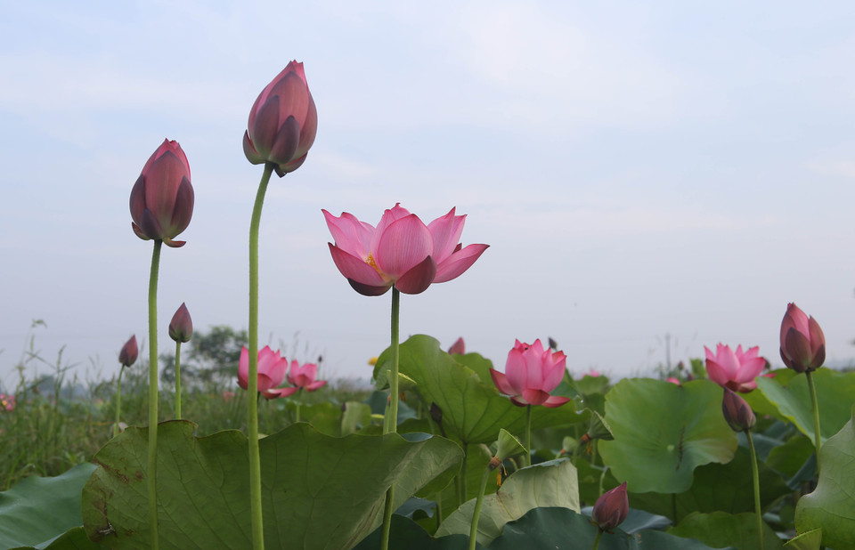夏日莲花盛开。（图片来源：越通社）