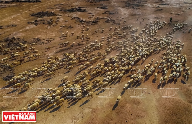 养殖庄园主陈高和的千头绵羊群。越南画报记者 阮伦 摄