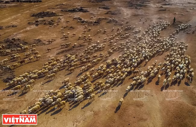 养殖庄园主陈高和的千头绵羊群。越南画报记者 阮伦 摄