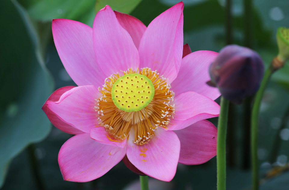 莲花的花瓣洁白如玉。（图片来源：越通社）