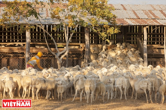 牧民在远地放养后赶着羊群回家。越南画报记者 仲正 摄