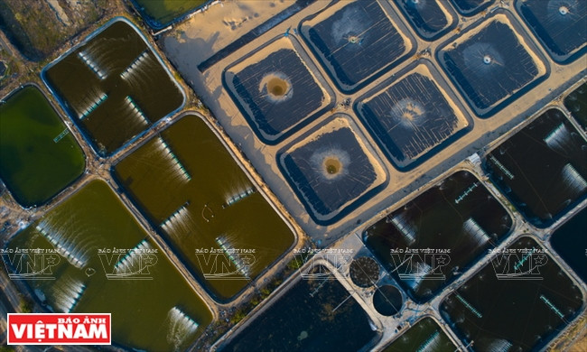 全省约有900公顷沙上养虾面积，大部分集中在福营乡。越南画报记者 阮伦 摄