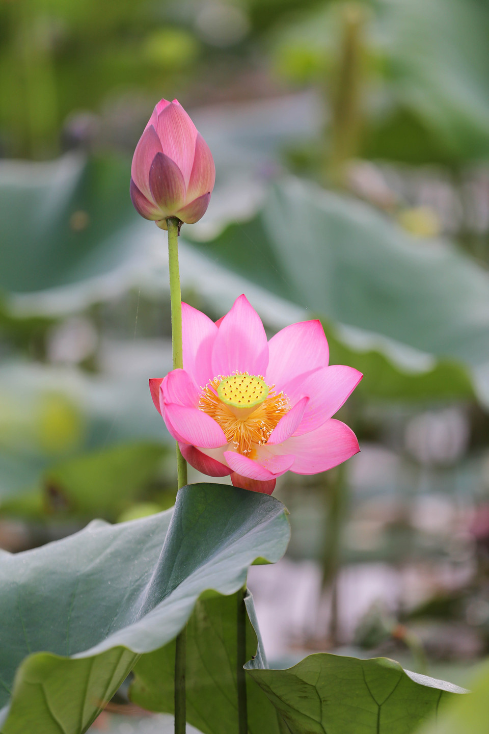 夏日莲花盛开。（图片来源：越通社）