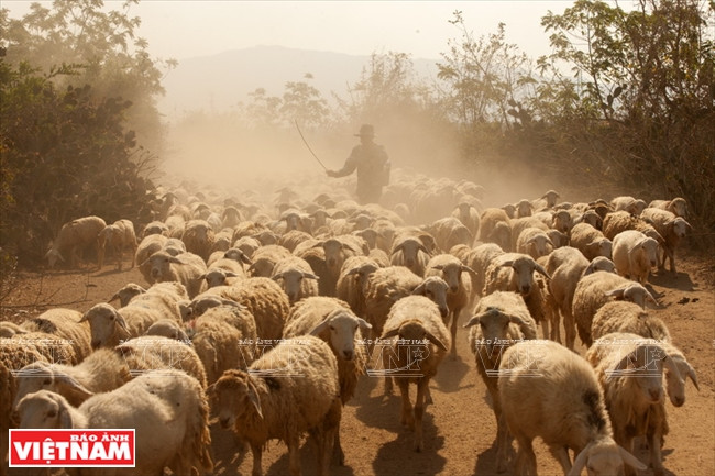 旱季给绵羊群提供饲料和饮用水是当地的急迫问题。越南画报记者 仲正 摄