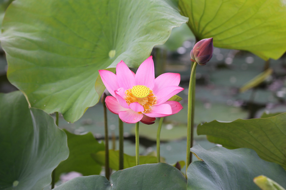 莲花的花瓣洁白如玉。（图片来源：越通社）