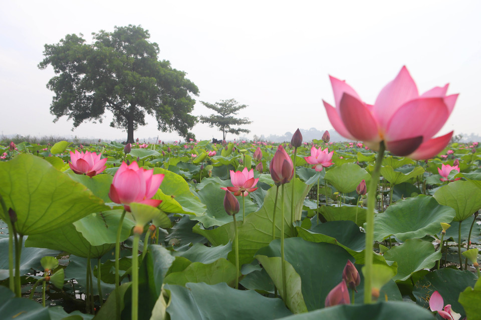 夏日莲花盛开。（图片来源：越通社）
