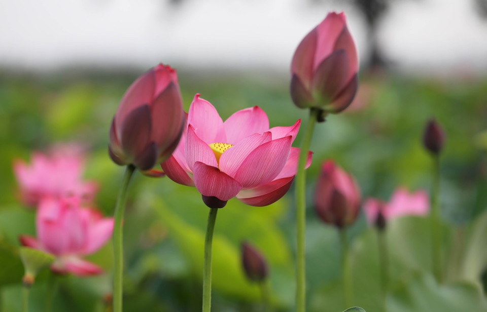 莲花被视为越南的国花。（图片来源：越通社）