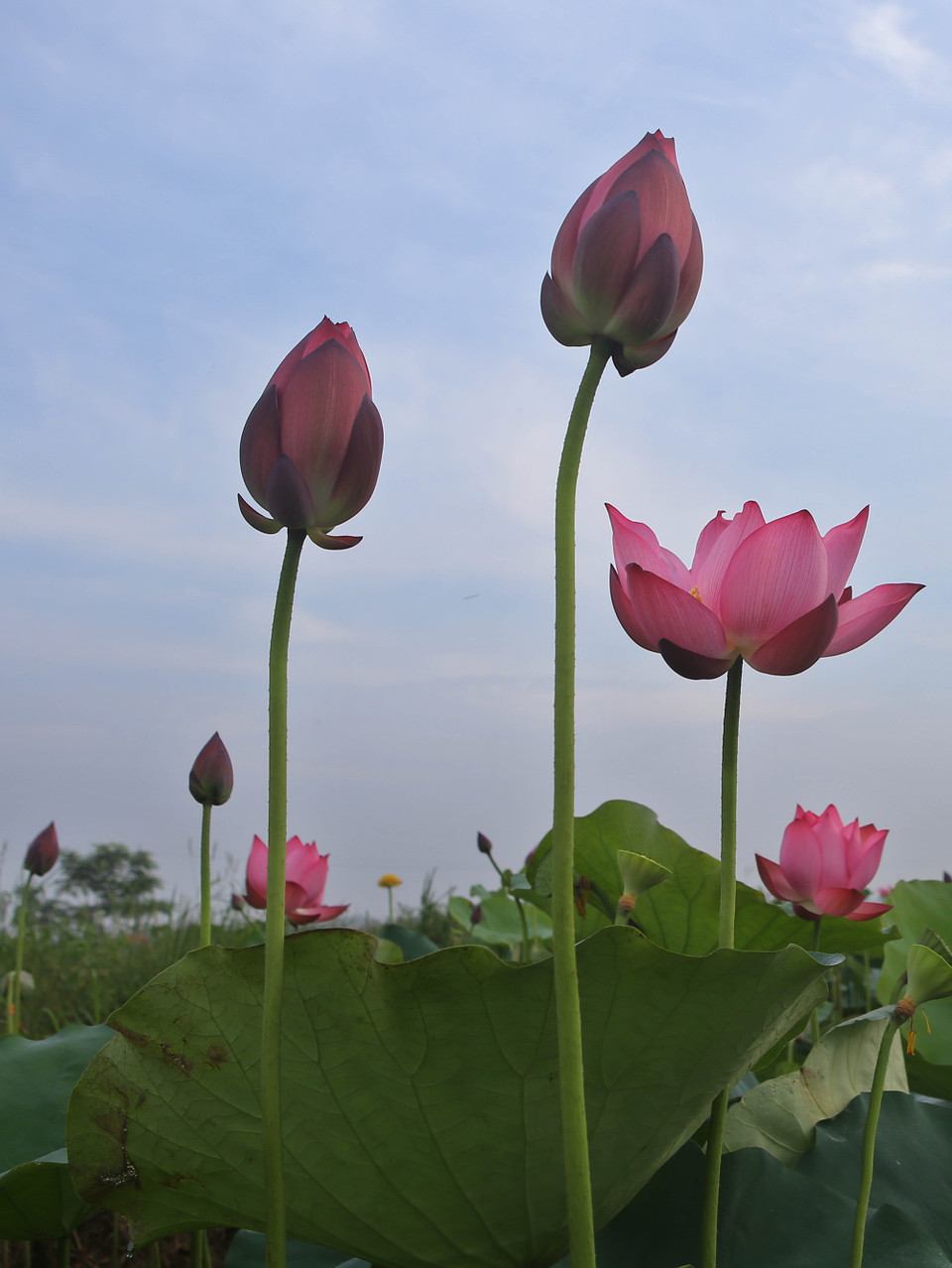 夏日莲花盛开。（图片来源：越通社）