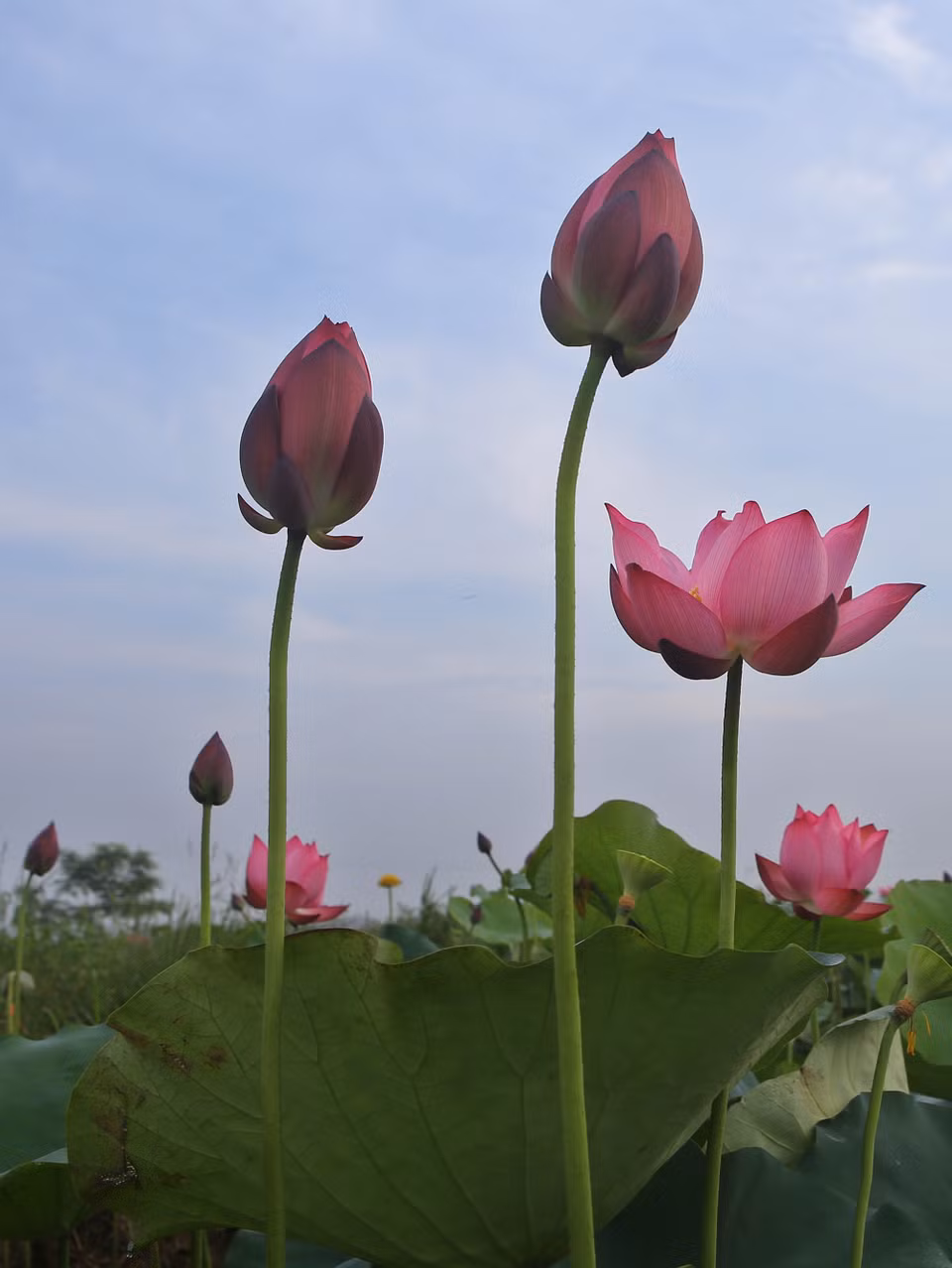 夏日莲花盛开。（图片来源：越通社）