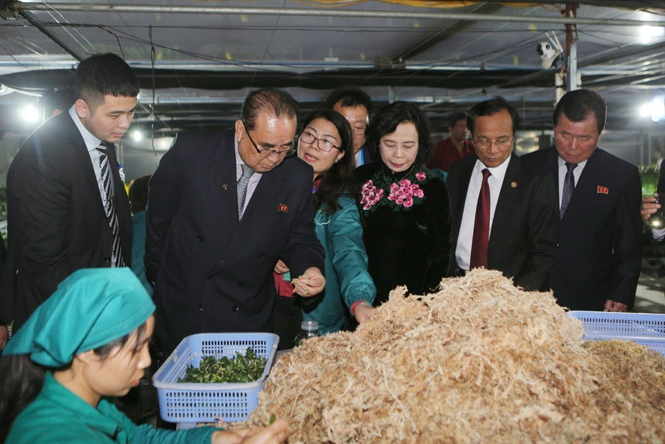 朝鲜劳动党领导代表团已参观河内市丹凤县丹淮合作社兰花种植模式。图自越通社
