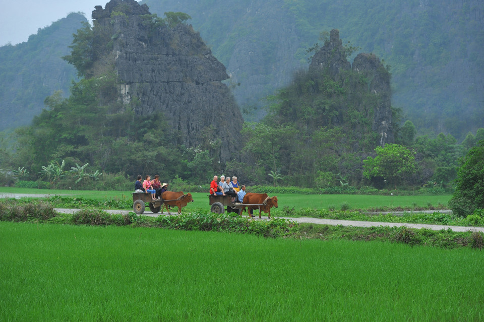 坐牛车游览也是外国游客非常感兴趣的一种体验。图自越通社