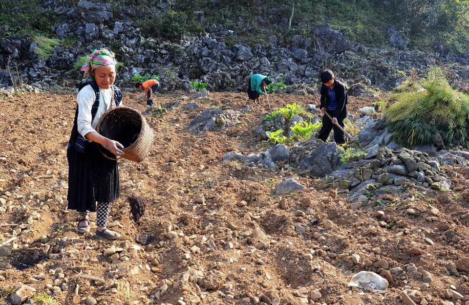 同文岩石高原的耕作土地只占该地区土地面积的20%。(图片来源：越通社）