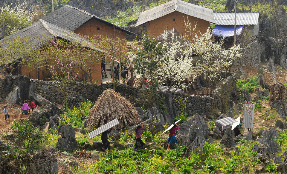 美丽浪漫的白色李花。（图片来源：越通社）