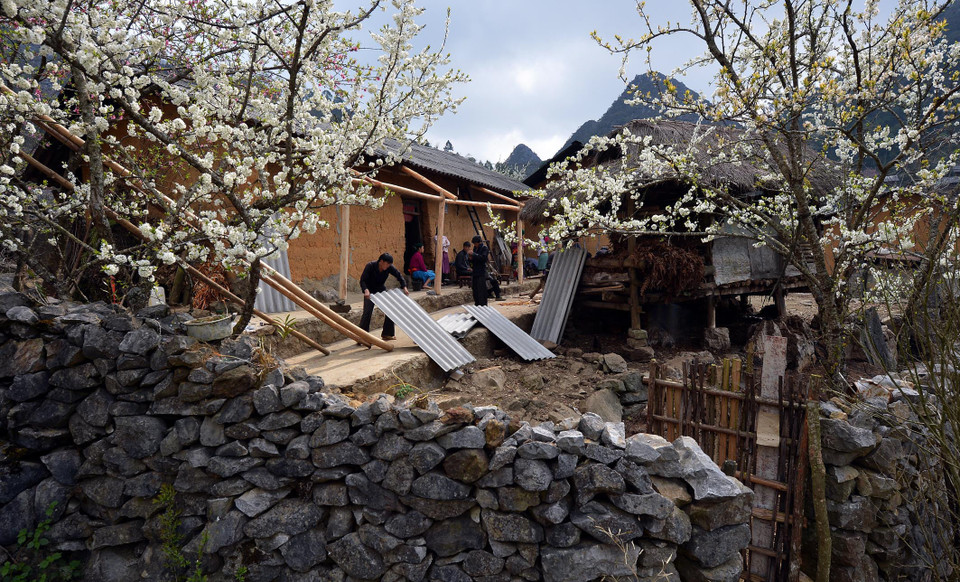  美丽浪漫的白色李花。（图片来源：越通社）