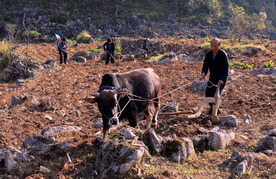 同文岩石高原的耕作土地只占该地区土地面积的20%。（图片来源：越通社）