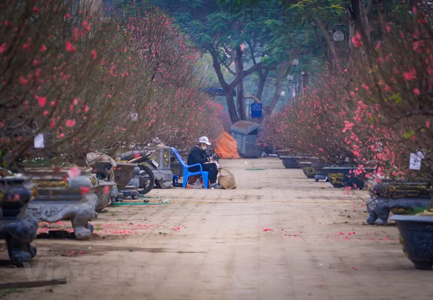 趁着没有顾客，来自河内首都西湖郡的小商贩老板香（Hương）女士分享说：“这几天总是空荡荡的，今年是最无人问津的。不只是我的店，其他花市的店也大同小异，连前来看的人也屈指可数，大部分顾客瞟一眼就走人，懒得问价钱如何。” （图自Vietnam+）