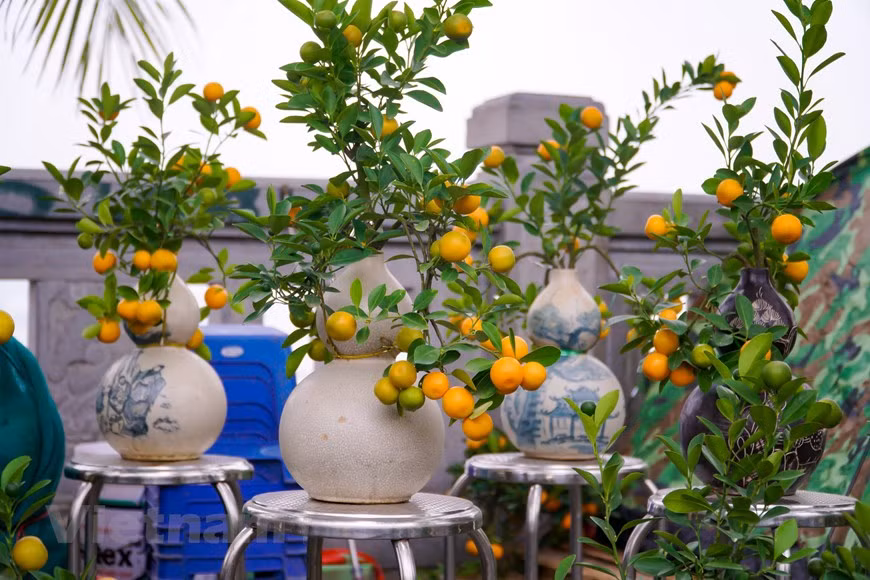 部分市场调查结果表明，小型观赏金橘树的价格在 20-30万越南盾左右，中型宽叶金橘树的价格约70-80万越南盾。大金桔树，造型优美，价格仅为120-400万越南盾左右。今年的金橘市场也出现许多造型奇特，但购买的客户依然很挑剔，因为供应过剩，而需求较小，主动权掌握在顾客手中。（图自Vietnam+）