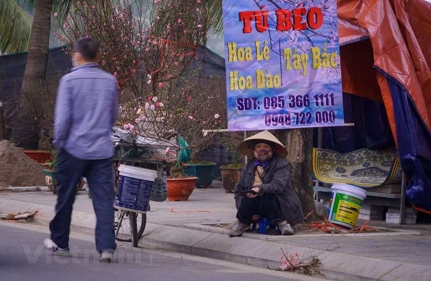桃花小商贩主人，青秀（Thanh Tú）女士说：“今年我入货量是往年的一半左右，因为担心销售缓慢。” 青秀女士的做法也是今年很多从事春节期间买卖桃花、金橘和花卉盆景的人的做法。实际表明，到目前为止，购买桃花、金橘和其他观赏植物的客户的数量仍然很少。（图自Vietnam+）