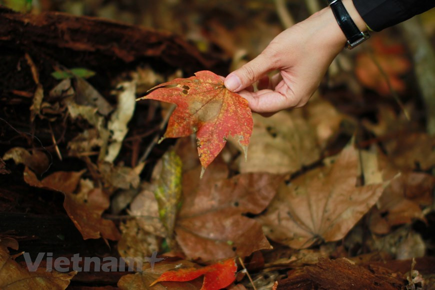 特别的是，泉林湖森林中还有寒带地区的特产树种--枫树。图自Vietnam+