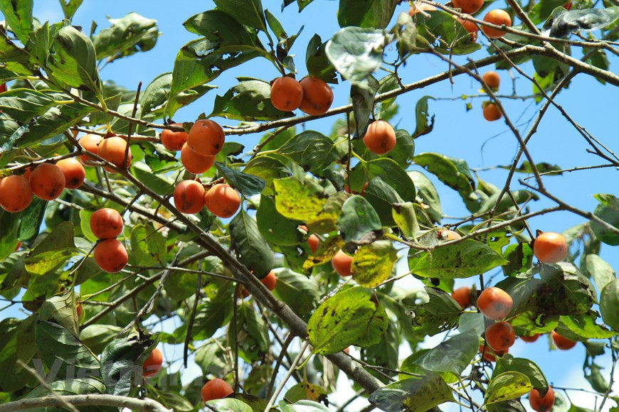 大叻市的柿子。图自Vietnam+