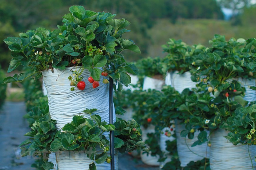 草莓的新种植法。图自Vietnam+