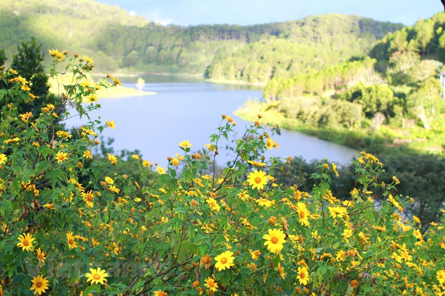 每逢肿柄菊季节到来，泉林湖就显得美丽迷人。图自Vietnam+