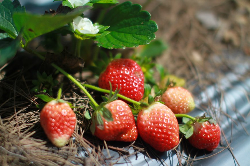 来到大叻时，游客不能不品尝新鲜的草莓。图自Vietnam+
