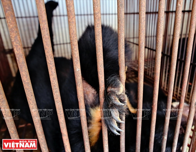 由于养殖圈不合格，全部黑熊被脱毛和患皮肤病。越南画报记者 功达 摄