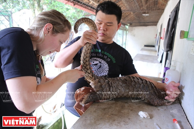 外国志愿者同中心人员给穿山甲做检查。越南画报记者 功达 摄