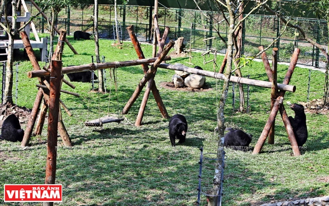 三岛熊类救护中心从2008年4月投入运营，面积为1.2公顷，投资总额为330万美元，可容纳200只熊。本报记者 功达 摄